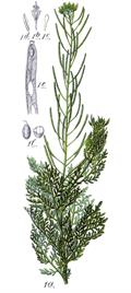 flixweed
